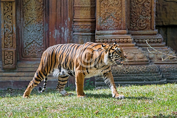 Sumatran Tiger