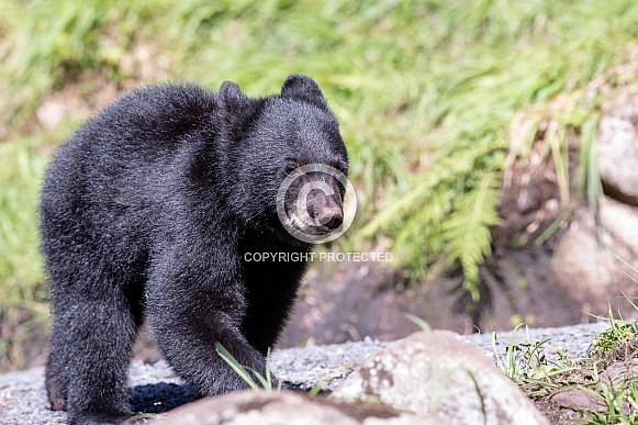 Black Bear Cub (wild)