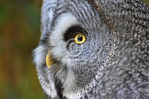Great grey owl Great grey owl