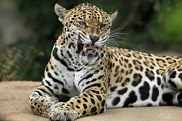 Jaguar