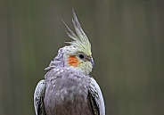 Cockatiel