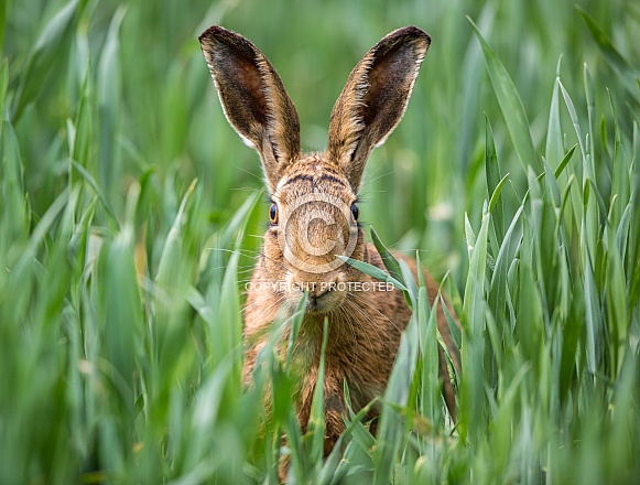 Brown Hare