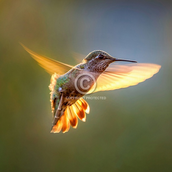 Hummingbird—Anna