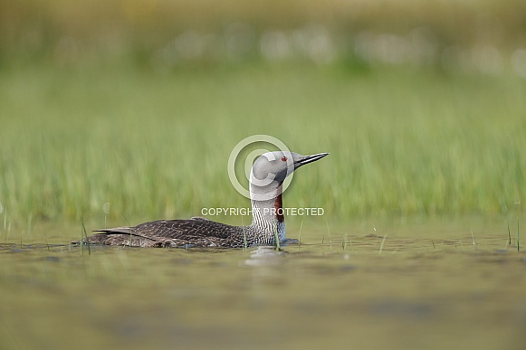 The red-throated loon (North America) or red-throated diver (Britain and Ireland)