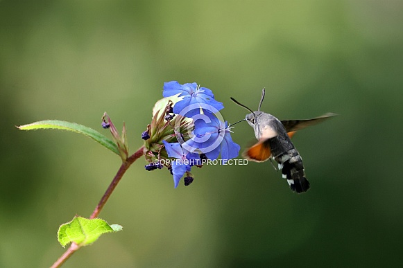 Hummingbird Hawk-moth (Macroglossum stellatarum)