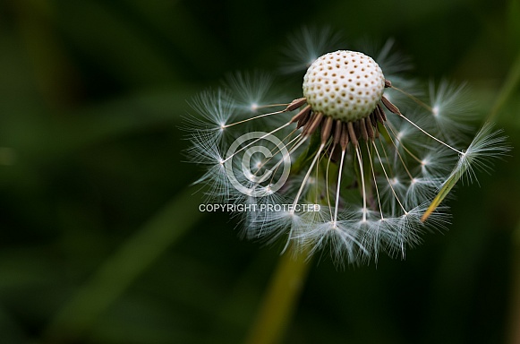 fluffy dandelion