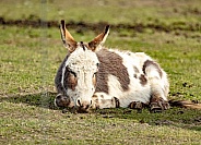 Mini Donkey resting
