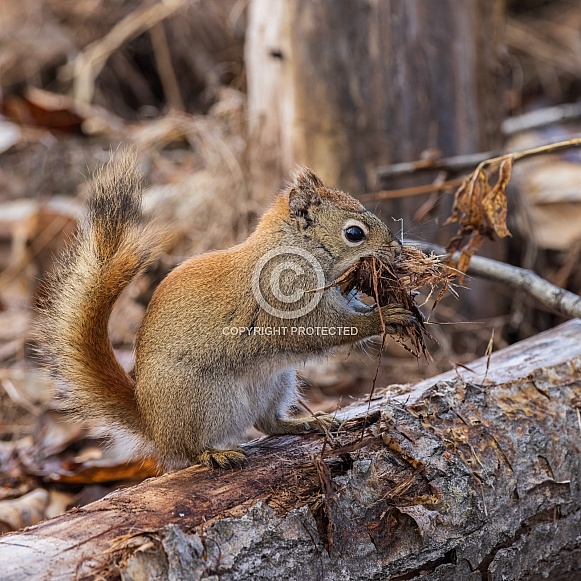 An American red squirrel in Alaska An American red squirrel in Alaska