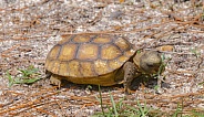 Baby Florida Gopher Tortoise - Gopherus polyphemus - eating plants and grass in native wild Sandhill habitat.  Side view with mouth open