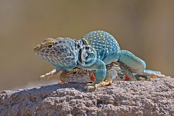 Collared Lizard Pair