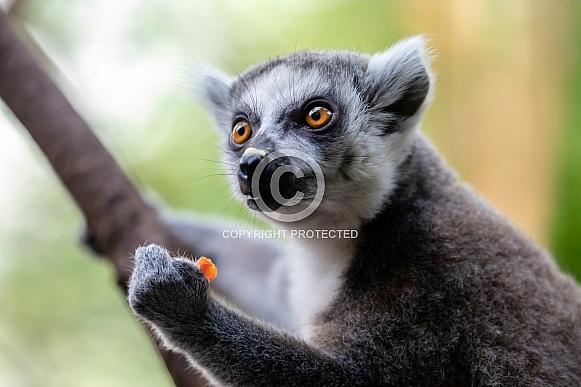 Ring-tailed lemur (lemur catta)