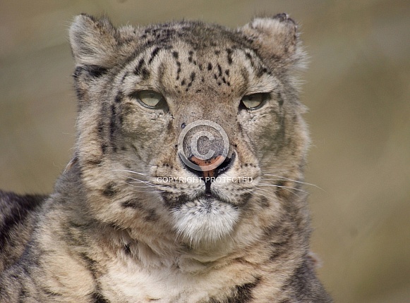 Snow Leopard