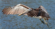 Brown Pelican