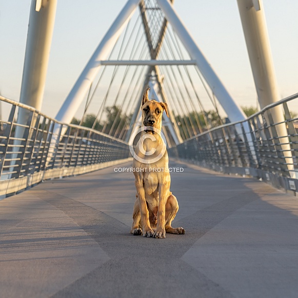Great Dane puppy on a pedestrian bridge at sunrise Great Dane puppy on a pedestrian bridge at sunrise