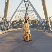 Great Dane puppy on a pedestrian bridge at sunrise