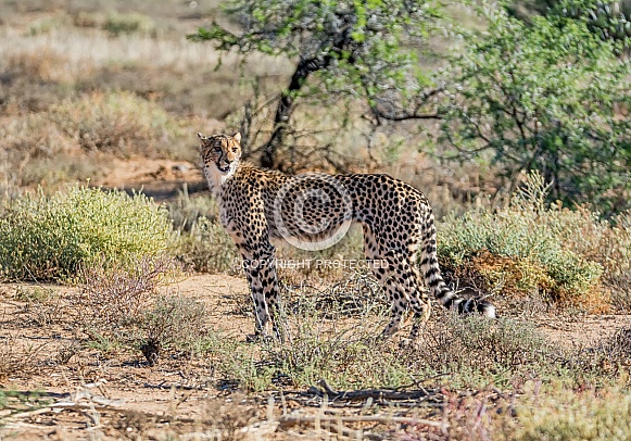 Juvenile Cheetah