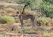 Juvenile Cheetah