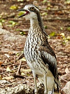 Bush Stone-curlew