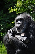 Western Chimpanzee (Pan troglodytes verus)