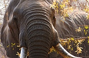 Close up of a female elephant