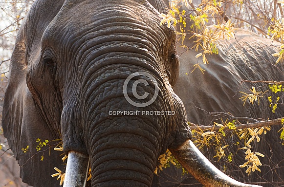 Close up of a female elephant Close up of a female elephant