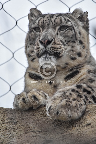 Snow Leopard Snow Leopard
