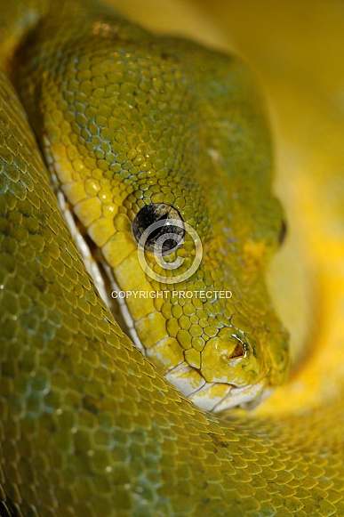 Green Tree Python