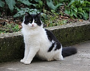 Longhaired Tuxedo Cat Black and White