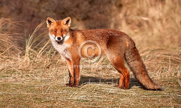 Red Fox Red Fox
