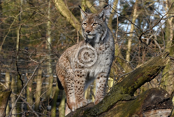 Eurasian Lynx Eurasian Lynx