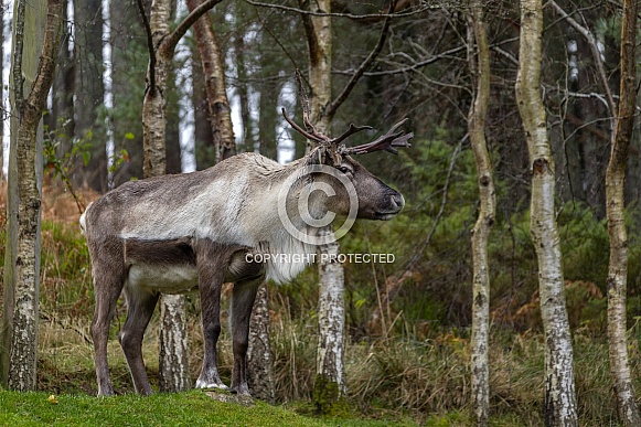 Reindeer (Rangifer tarandus)