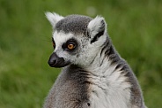 Ring Tailed Lemur