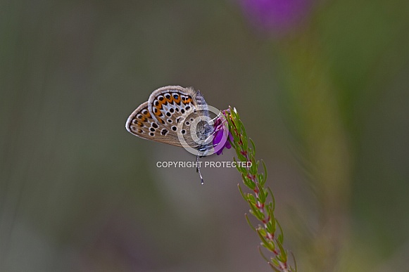 Silver Studded blue Silver Studded blue