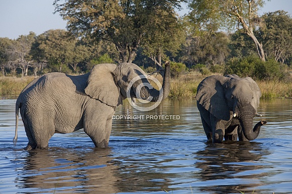 African Elephants - Botswana African Elephants - Botswana