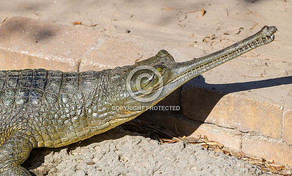 Indian Gharial Alligator- Gavialis gangeticus - side portrait of head showing green eye color and razor sharp teeth