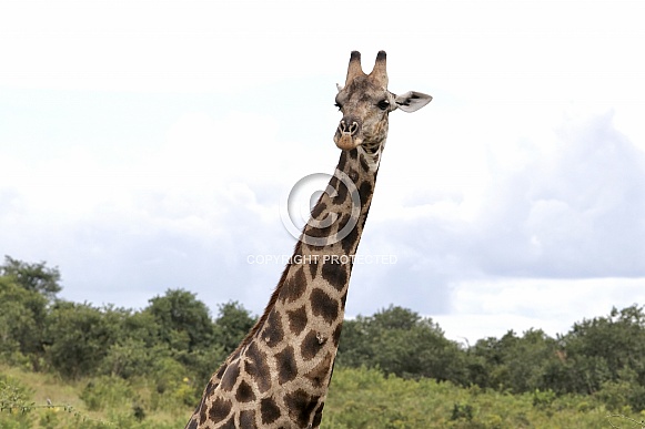 Giraffe Giraffe