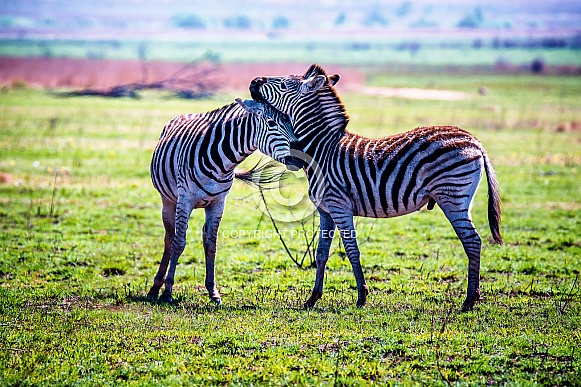 Zebras