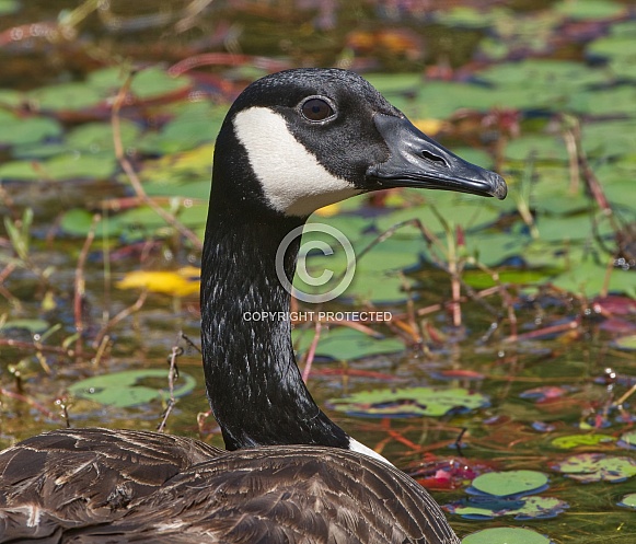 Canada Goose, Branta canadensis, floating in calm pond water with close up of head Canada Goose, Branta canadensis, floating in calm pond water with close up of head