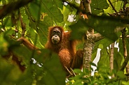 Sumatran orangutan in the nature habitat