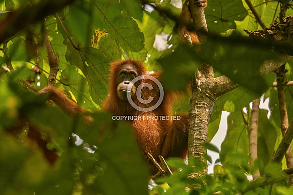 Sumatran orangutan in the nature habitat