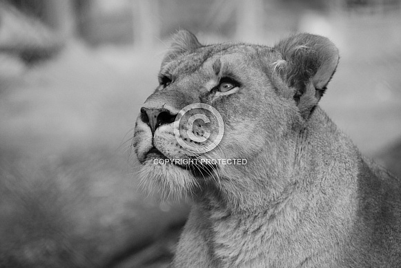 Lioness
