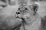 Lioness