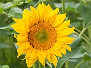 Large Yellow Sunflower in Bloom