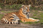 Amur Tiger Cub Lying Down Full Body