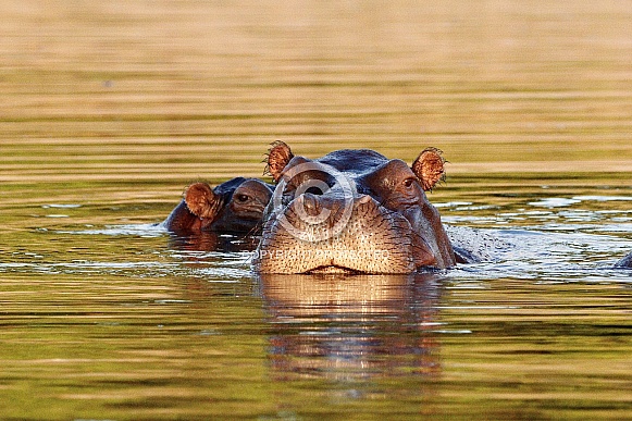 Hippopotamus