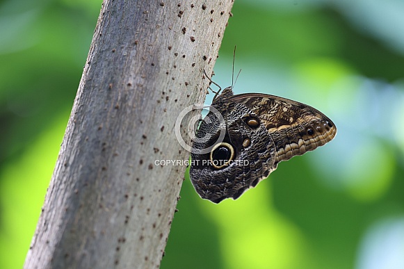 Caligo atreus butterfly Caligo atreus butterfly