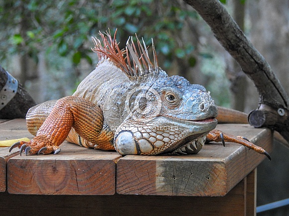Green Iguana Green Iguana