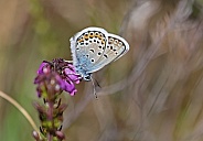 Silver studded Blue