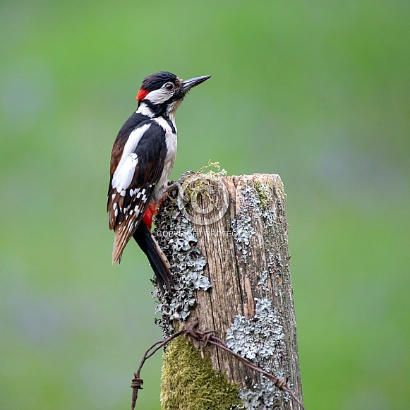 Great spotted Woodpecker