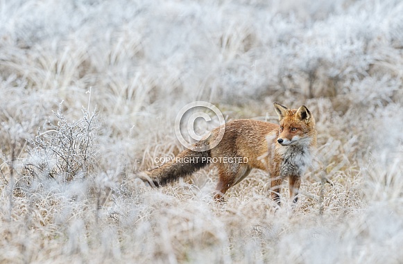 Red foxes